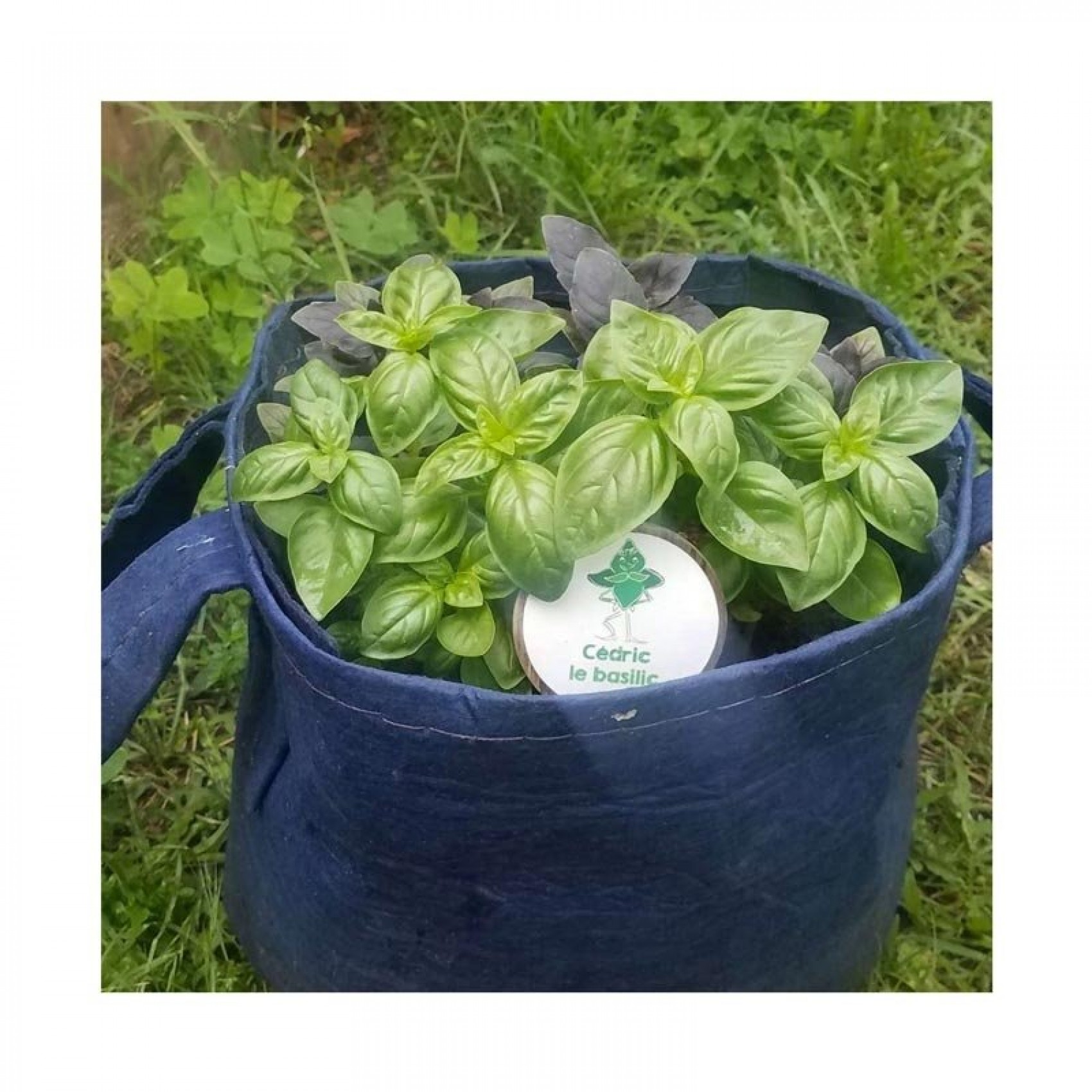 Kit d’herbes aromatiques BIO – (Aneth, Sauge, Basilic citron)